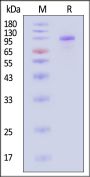 Biotinylated Cynomolgus Complement C2 Protein, His,Avitag™ (active enzyme, MALS verified)