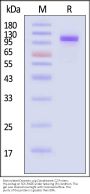 Biotinylated Domestic pig Complement C2 Protein, His,Avitag™ (active enzyme)