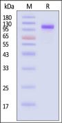 Biotinylated Domestic pig Complement C2 Protein, His,Avitag™ (active enzyme)