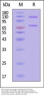 Biotinylated Cynomolgus Complement C5 Protein, His,Avitag™ (MALS verified)