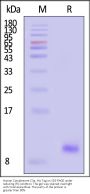 Human Complement C3a Protein, His Tag