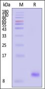 Human Complement C3a Protein, His Tag