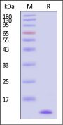 Mouse Complement C3a Protein, His Tag (HPLC verified)