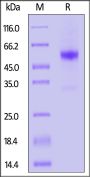 Mouse Coagulation factor VII Protein, His Tag (active enzyme, MALS verified)