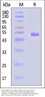 Biotinylated Cynomolgus / Rhesus macaque CTLA-4 Protein, Fc,Avitag™ (MALS verified)