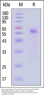 Biotinylated Mouse CTLA-4 / CD152 Protein, Fc,Avitag™ (MALS verified)