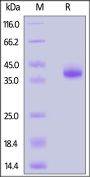Human CXCL1 Protein, Fc Tag (MALS verified)