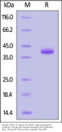 Human CXCL2 Protein, Fc Tag (MALS verified)