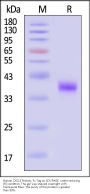 Human CXCL3 Protein, Fc Tag (MALS verified)