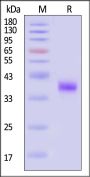 Human CXCL3 Protein, Fc Tag (MALS verified)