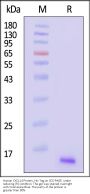 Human CXCL14 Protein, His Tag