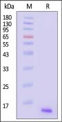Human CXCL14 Protein, His Tag