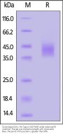 Cynomolgus DLK1 / FA1 Protein, His Tag