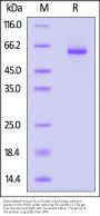 Biotinylated Human DLL1 / Delta1 Protein, His,Avitag™, premium grade