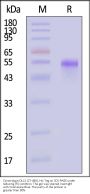 Cynomolgus DLL3 (27-488) Protein, His Tag