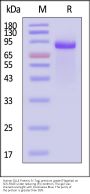 Human DLL4 Protein, Fc Tag, premium grade (Flagship)