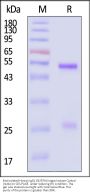 Biotinylated Human IgG1 (N297A) Kappa Isotype Control (mAb, carrier free, MALS verified)