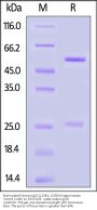 Biotinylated Human IgG1 (L234A, L235A) Kappa Isotype Control (mAb, carrier free, MALS verified)