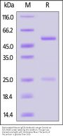 Biotinylated Mouse IgG2b Antibody Isotype Control (MALS verified)