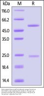 Biotinylated Mouse IgG2a Antibody Isotype Control (MALS verified)