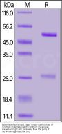 Biotinylated Human IgG1 Kappa Isotype Control (Biotin, mAb, carrier free, MALS verified)