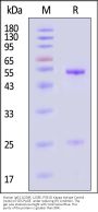 Human IgG1 (L234F, L235E, P331S) Kappa Isotype Control (mAb, carrier free, MALS verified)