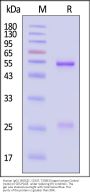 Human IgG1 (M252Y, S254T, T256E) Kappa Isotype Control (mAb, carrier free, MALS verified)