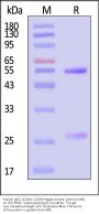 Human IgG1 (L234A, L235A) Kappa Isotype Control (mAb, carrier free, MALS verified)