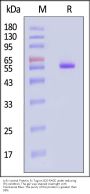 scFv control Protein, Fc Tag (MALS verified)