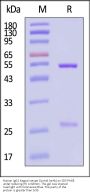 Human IgG1 Kappa Isotype Control (mAb, carrier free, MALS verified)