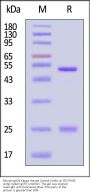Mouse IgG2a Kappa Isotype Control (mAb) (MALS verified)