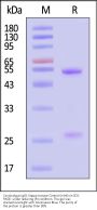 Cynomolgus IgG1 Kappa Isotype Control (mAb)