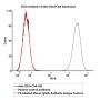 PE-Labeled Mouse IgG2b Antibody Isotype Control