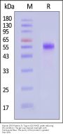 Human DR3 Protein, Fc Tag (MALS verified)