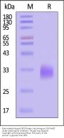 Biotinylated Human DR3 / TNFRSF25 Protein, His,Avitag™ (MALS verified)