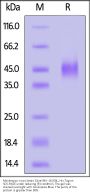 Monkeypox virus (strain Zaire-96-I-16) E8L Protein, His Tag