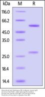Monoclonal Anti-Monkeypox-E8L Antibody, Human IgG1 (1C12) (MALS verified)