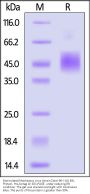 Biotinylated Monkeypox virus (strain Zaire-96-I-16) E8L Protein, His,Avitag™
