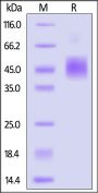 Biotinylated Monkeypox virus (strain Zaire-96-I-16) E8L Protein, His,Avitag™