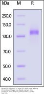 Mouse EGF R Protein, Fc Tag (MALS verified)