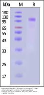 Biotinylated Mouse EGF R Protein, His,Avitag™ (MALS verified)