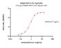 Rabbit EGF R Protein, His Tag (MALS verified)