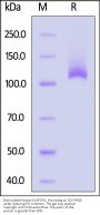 Biotinylated Human ELAPOR1 Protein, His,Avitag™