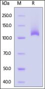 Biotinylated Human ELAPOR1 Protein, His,Avitag™