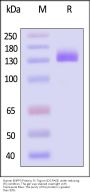 Human ENPP3 / CD203c Protein, Fc Tag (active enzyme, MALS verified)