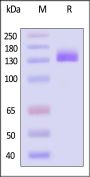 Human ENPP3 / CD203c Protein, Fc Tag (active enzyme, MALS verified)