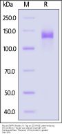 Mouse ENPP3 Protein, Fc Tag (active enzyme, MALS verified)