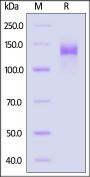 Mouse ENPP3 Protein, Fc Tag (active enzyme, MALS verified)