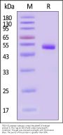 TBEV (European subtype, strain Neudoerfl) Envelope protein E, His Tag (HPLC verified)