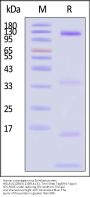 Human cytomegalovirus (strain Merlin) (HHV-5) Envelope protein H&L&UL128&UL130&UL131, Twin-Streptavidin Tag&His Tag (MALS verified)